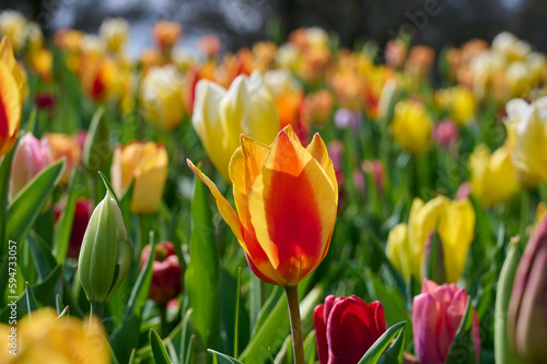 Yellow red tulip in colorful flower field with backlight