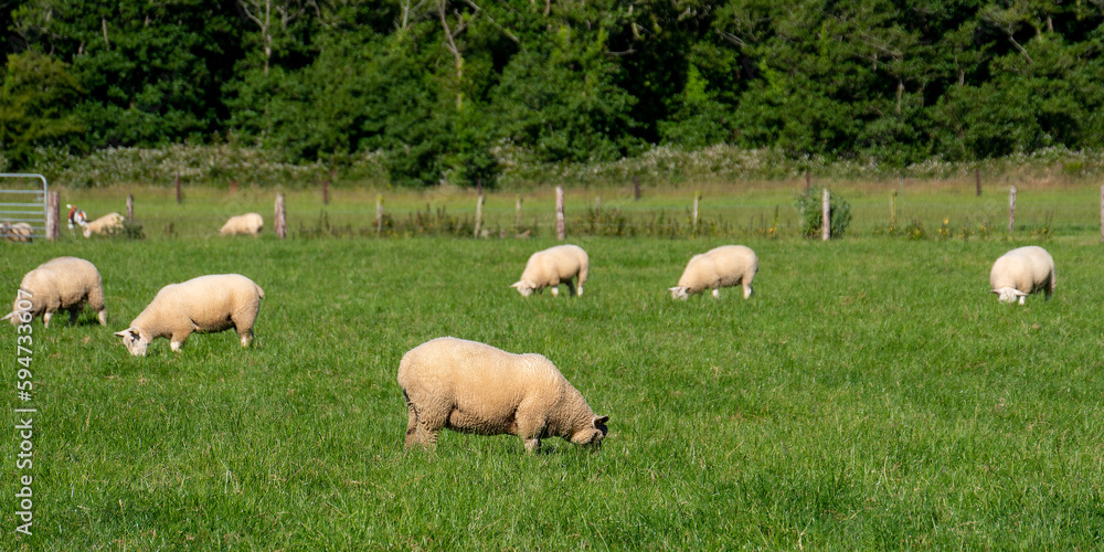 Fototapeta premium A flock of sheep. Livestock farm. Grazing animals. Herd of sheep on green grass field