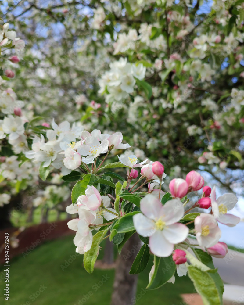 Fleurs blanches et roses sur un arbre au printemps