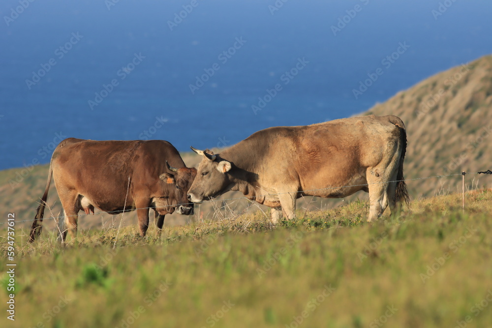 Dos vacas compartiendo un momento de sus vidas Dos vacas compartiendo un momento de sus vidas