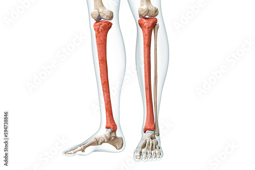 Tibia or shin bone in red color with body 3D rendering illustration isolated on white with copy space. Human skeleton and leg anatomy, medical diagram, osteology, skeletal system concepts.