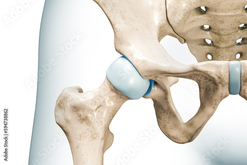 Hip joint close-up 3D rendering illustration isolated on white with copy space. Human skeleton and pelvis anatomy, medical diagram, osteology, skeletal system, science, biology concepts. photo