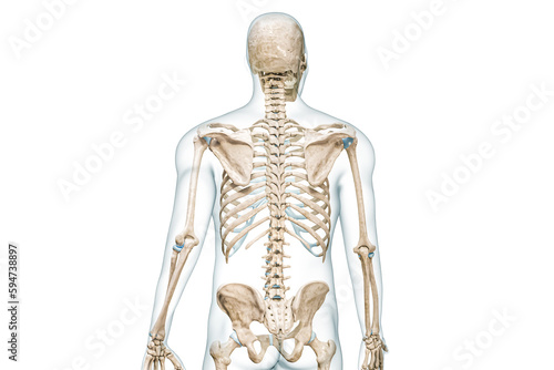 Vertebral column or backbone back view 3D rendering illustration isolated on white with copy space. Human skeleton and spine anatomy, medical diagram, osteology, skeletal system concepts.