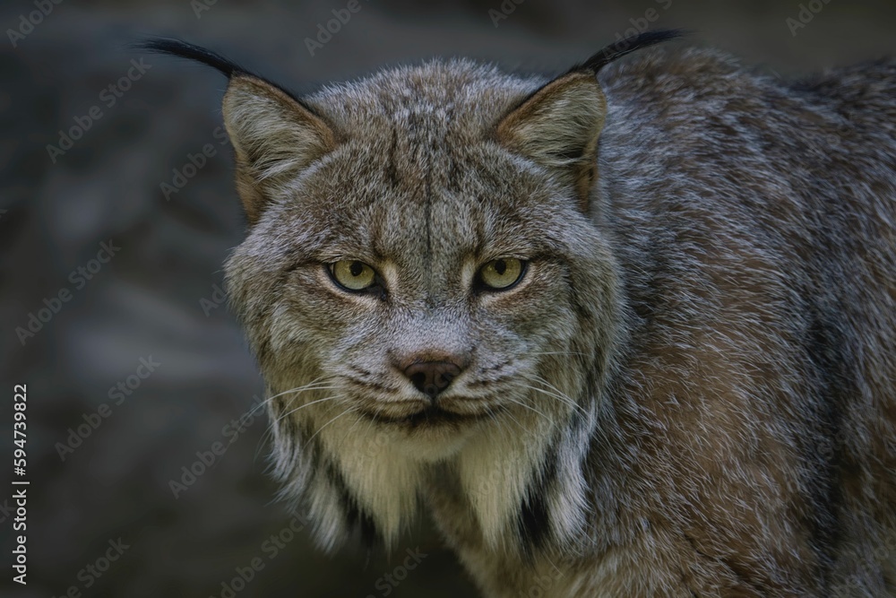 Fototapeta premium a lynx looking at something and staring ahead with an evil expression