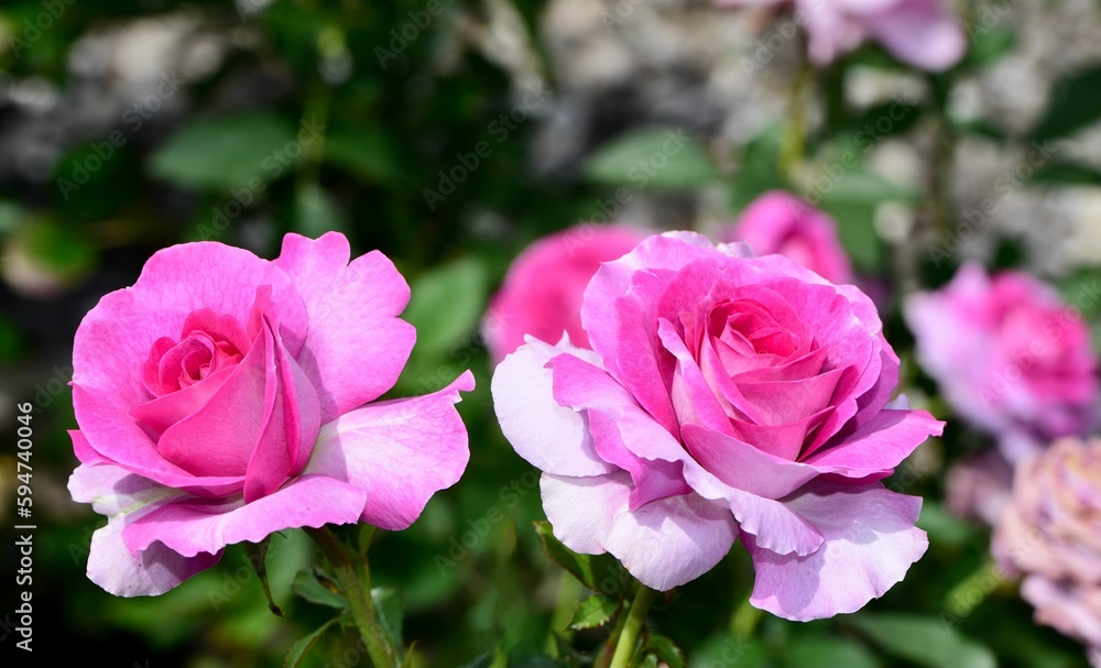 Large Dowager's roses in the foreground with a background of other pink roses Large Dowager's roses in the foreground with a background of other pink roses