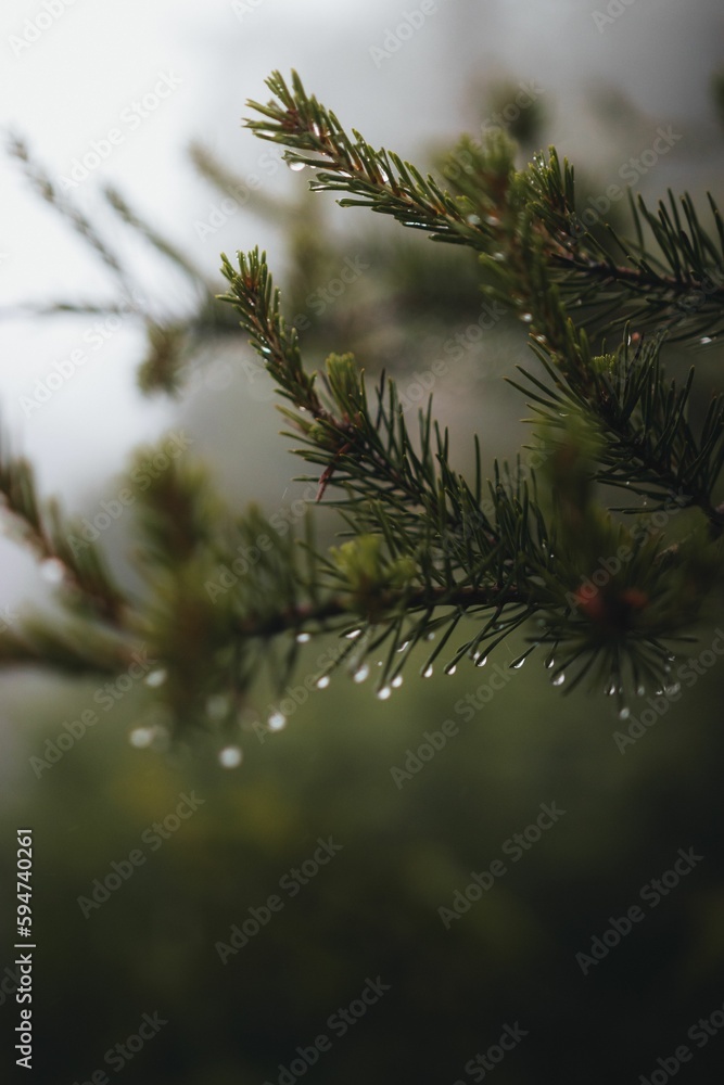 Lush green pine tree against a backdrop of foggy forest