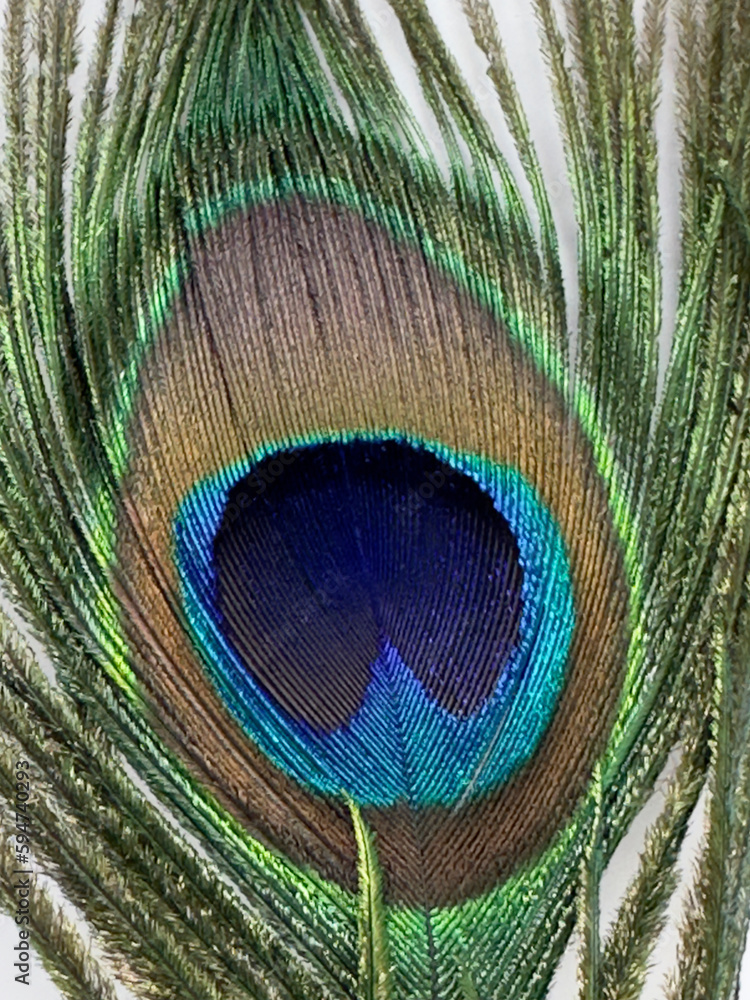 Obraz premium peacock feather close up