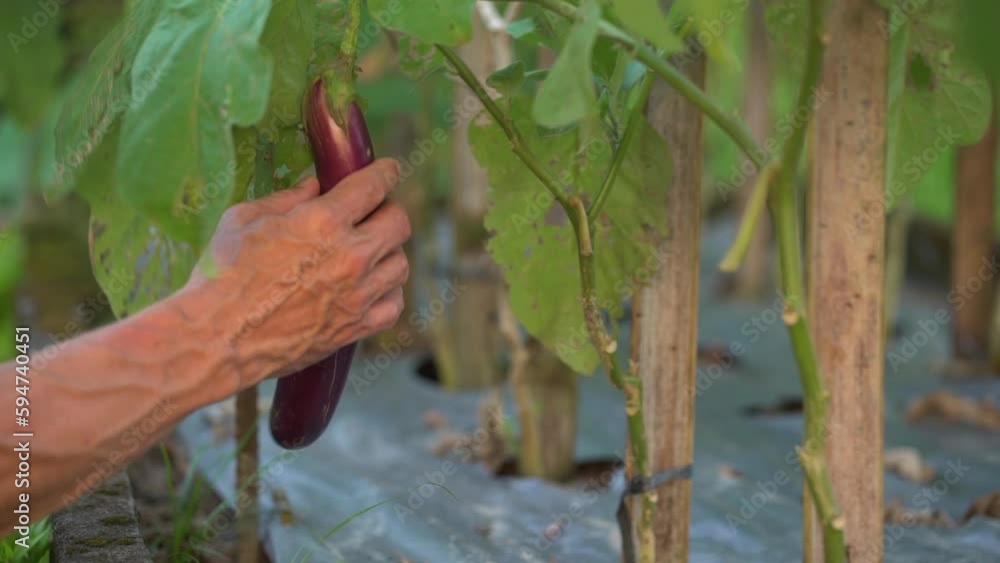 Close-up of adult male hands harvesting a large fresh eggplant in the garden Close-up of adult male hands harvesting a large fresh eggplant in the garden