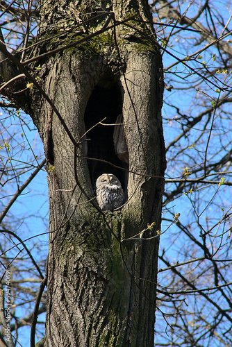 the owl in the hollow of an old tree