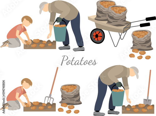 Vegetable harvest. People at the harvest, picking potatoes. A man and a boy work on a farm, are engaged in agriculture.
