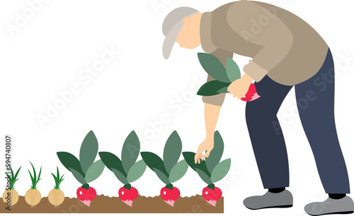  Vegetable harvest. People are harvesting. A man collects radishes from the garden, is engaged in agriculture.