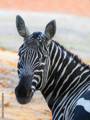 portrait of a zebra in natural conditions