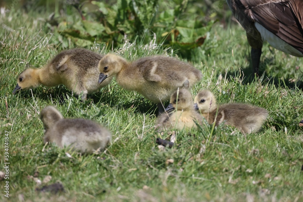 Flock of goslings gather in a grassy meadow, with a large bird perched nearby Flock of goslings gather in a grassy meadow, with a large bird perched nearby