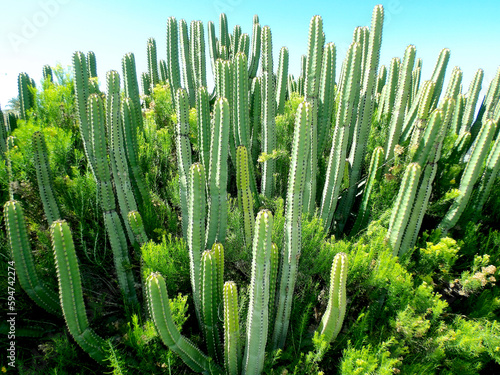 Kakteen auf Gran Canaria