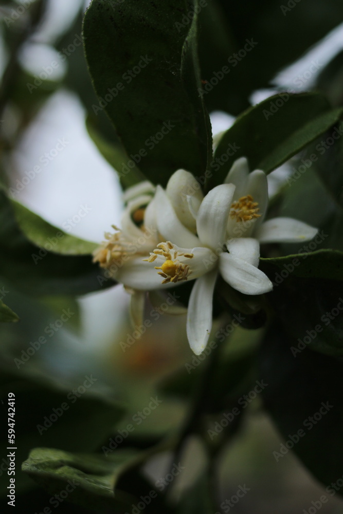 Obraz premium azahar flower