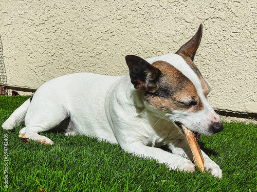 Low angle view of a Jack Russell Terrier dog chewing on a bully stick while lying down outdoors on a sunny day