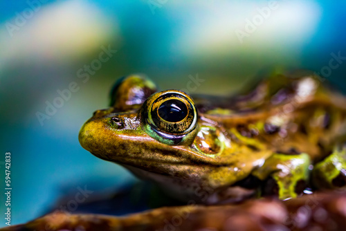 frog in the pond © Alvaro