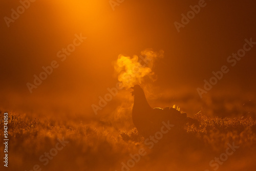 Black grouse calling in a cold morning at sunrise