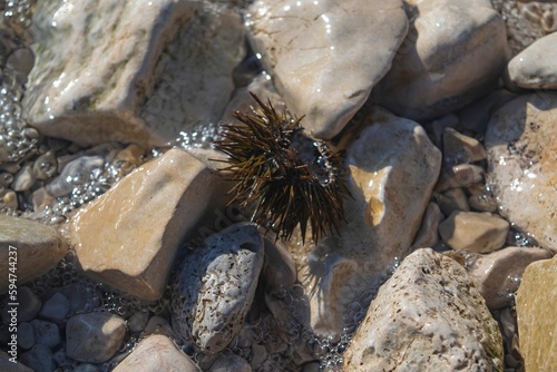 Sea urchin on the rocks at the shore on a sunny day