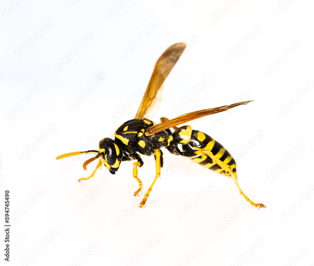 Fototapeta premium Feldwespe (Polistes)