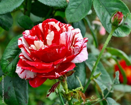 Of Beautiful floribunda rose in full bloom with stripy petals, vibrant colors and green foliage photo