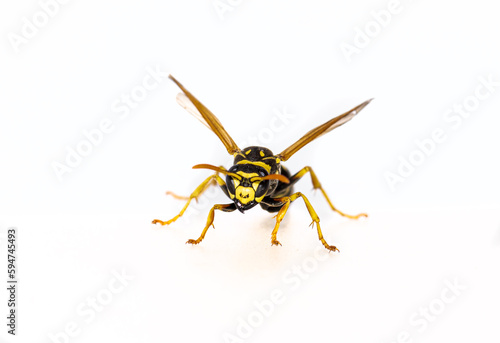 Feldwespe (Polistes)