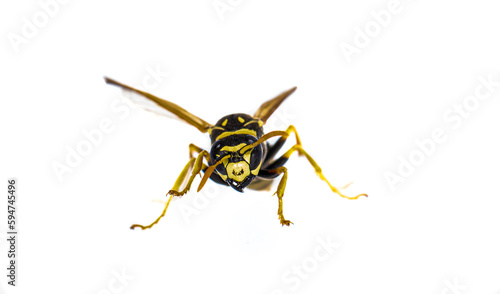 Feldwespe (Polistes)