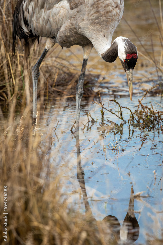 Grua Europea a la llacuna de Gallocanta