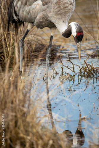 Grua Europea a  la llacuna de Gallocanta