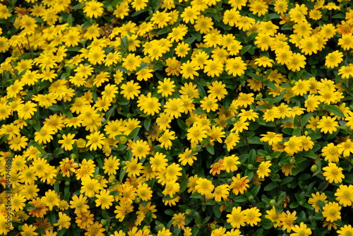 FU 2022-07-29 EckKiel 850 Im Beet blühen gelbe Blumen