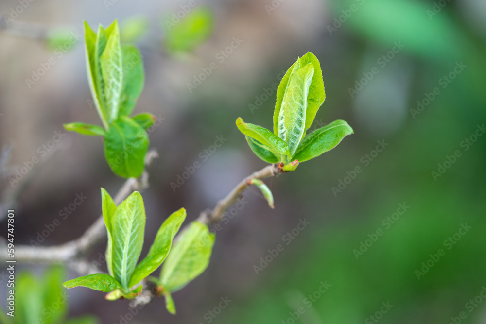 young budding Medlar twigs in the spring garden - selective focus, copy space, blured background young budding Medlar twigs in the spring garden - selective focus, copy space, blured background