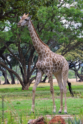 A giraffe in a nature reserve in Zimbabwe