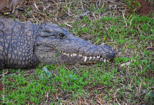 A nile crocodile in a wildlife sanctuary in Zimbabwe