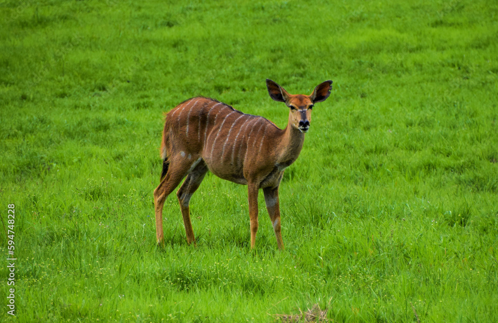 Naklejka premium A female nyala antelope in a nature reserve in Zimbabwe