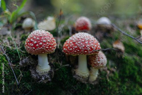 fly agaric in the forest among the moss