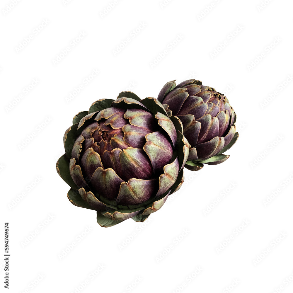 Obraz premium Artichoke fresh violet vegetable plant cutout close-up, raw food organic diet concept, clipping path