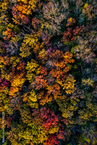 Colorful trees in the autumn from above during sunset, drone image, Wisconsin