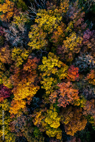 Colorful trees in the autumn from above during sunset, drone image, Wisconsin