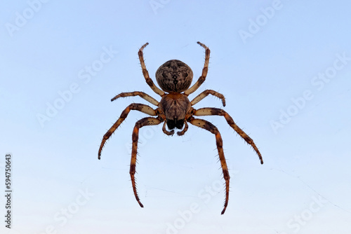 Spider on a blue sky background close-up blurred background, macro photo of an insect