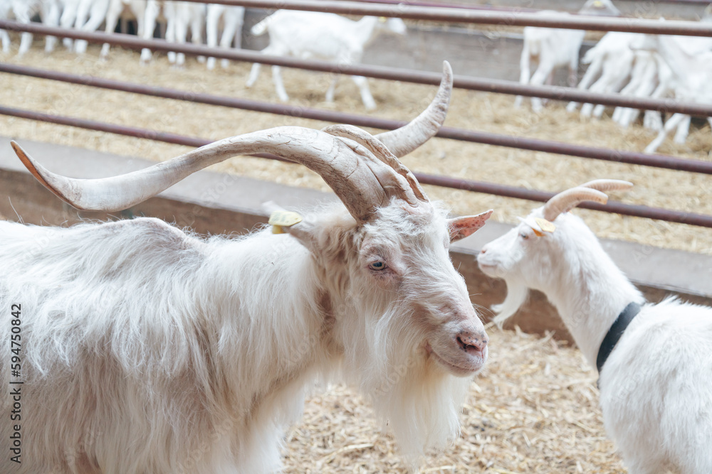 Dominator Male Goat with large Horns and Goat Female in on Livestock Dairy Farm Dominator Male Goat with large Horns and Goat Female in on Livestock Dairy Farm