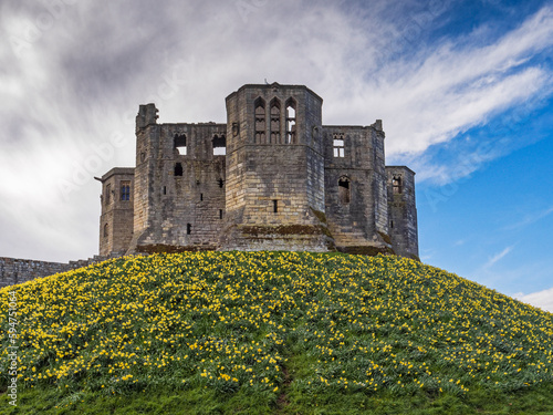 Warkworth Castl in Northumberland, UK with daffodils in bloom. photo