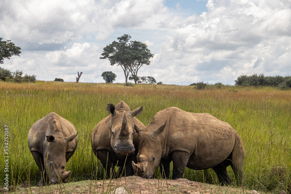 White Rhino or square-lipped rhinoceros (Ceratotherium simum) in Imire Rhino & Wildlife Conservancy, Zimbabwe White Rhino or square-lipped rhinoceros (Ceratotherium simum) in Imire Rhino & Wildlife Conservancy, Zimbabwe