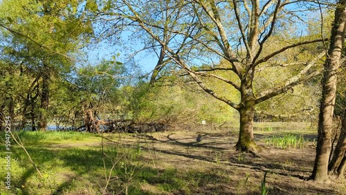 Le sous bois Marécageux
