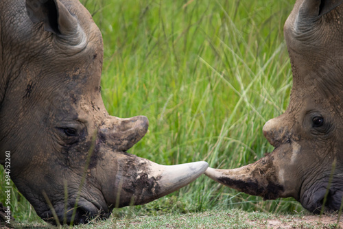 White Rhino or square-lipped rhinoceros  Ceratotherium simum  in Imire Rhino   Wildlife Conservancy  Zimbabwe