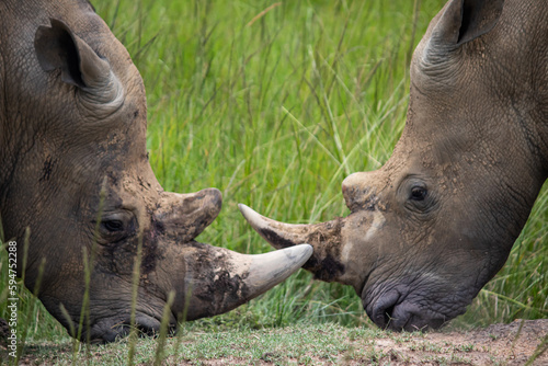 White Rhino or square-lipped rhinoceros  Ceratotherium simum  in Imire Rhino   Wildlife Conservancy  Zimbabwe