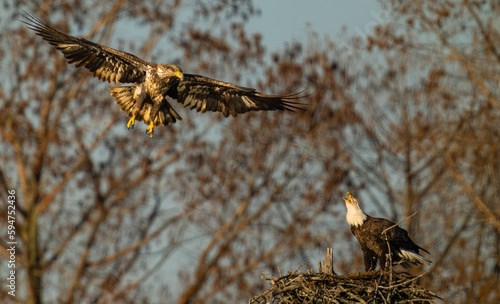 Eagles in flight above a nest made from natural materials
