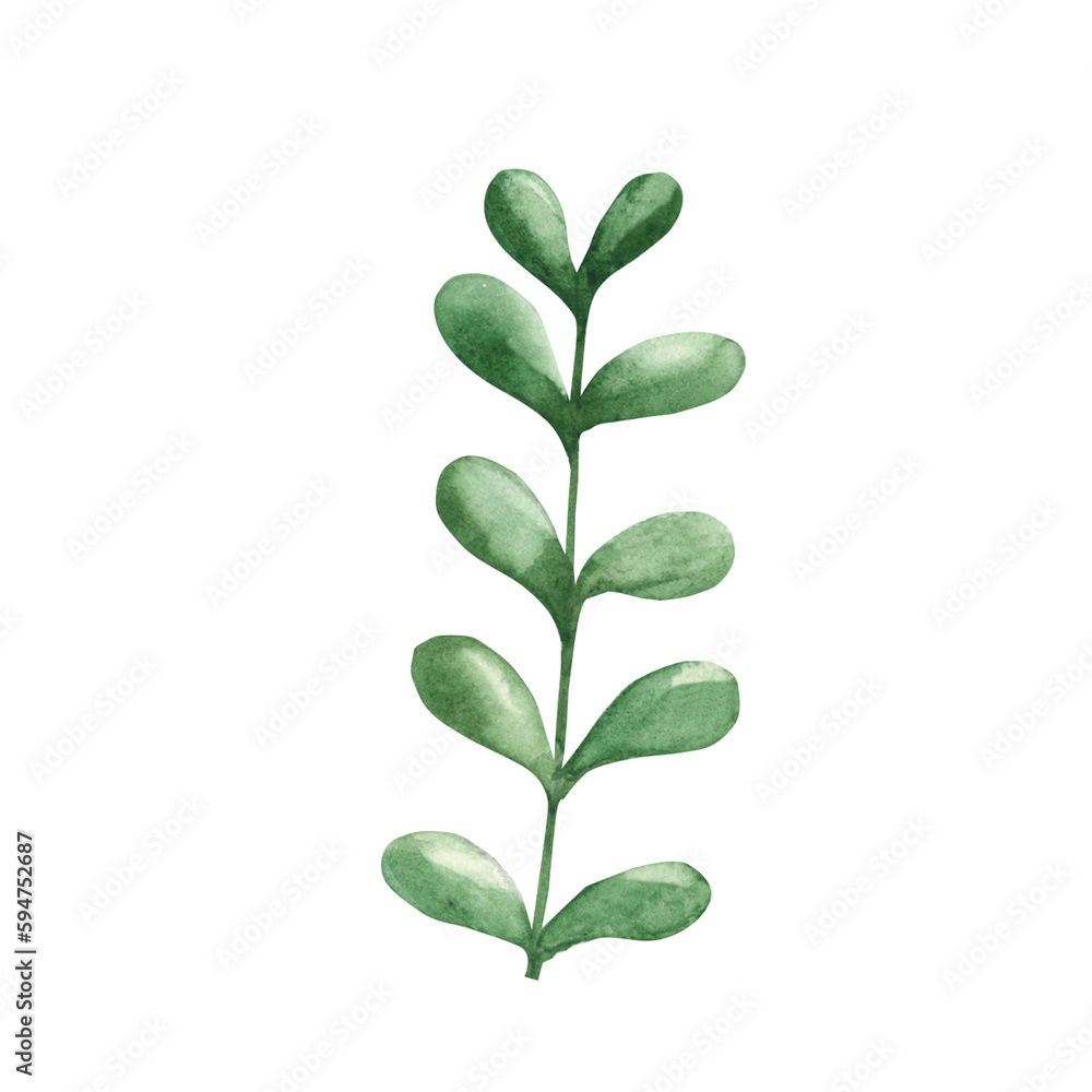 Naklejka premium Watercolor green branch. Botanical illustration on a white background. Ideal for templates, greeting cards, graphics design.