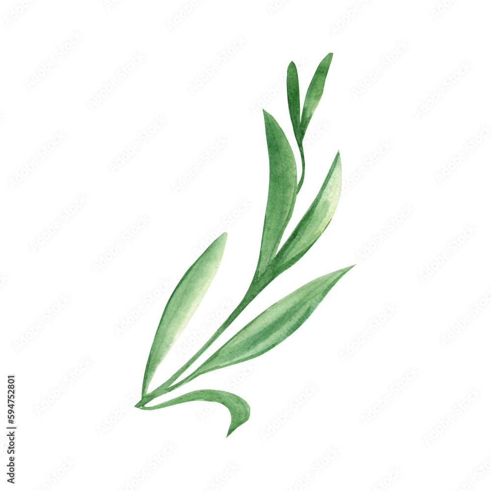 Watercolor green grass. Hand drawn illustration on white background. Ideal for floral background, graphics design. Watercolor green grass. Hand drawn illustration on white background. Ideal for floral background, graphics design.