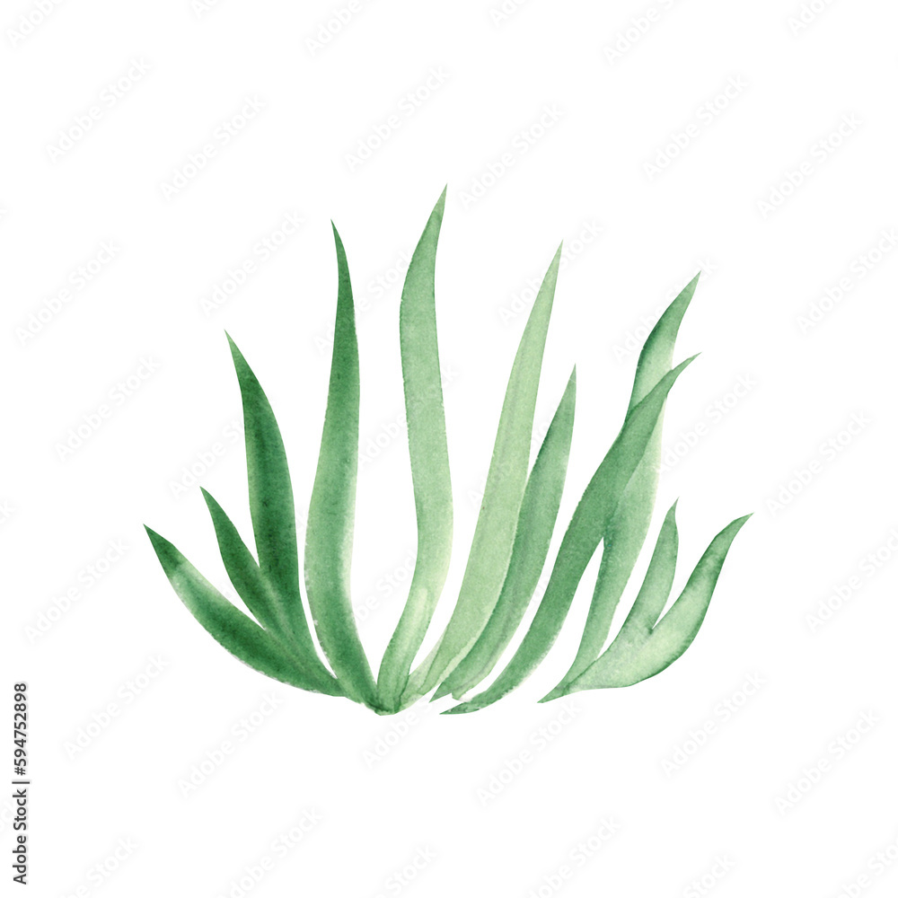 Watercolor green grass. Hand drawn illustration on white background. Ideal for floral background, graphics design. Watercolor green grass. Hand drawn illustration on white background. Ideal for floral background, graphics design.