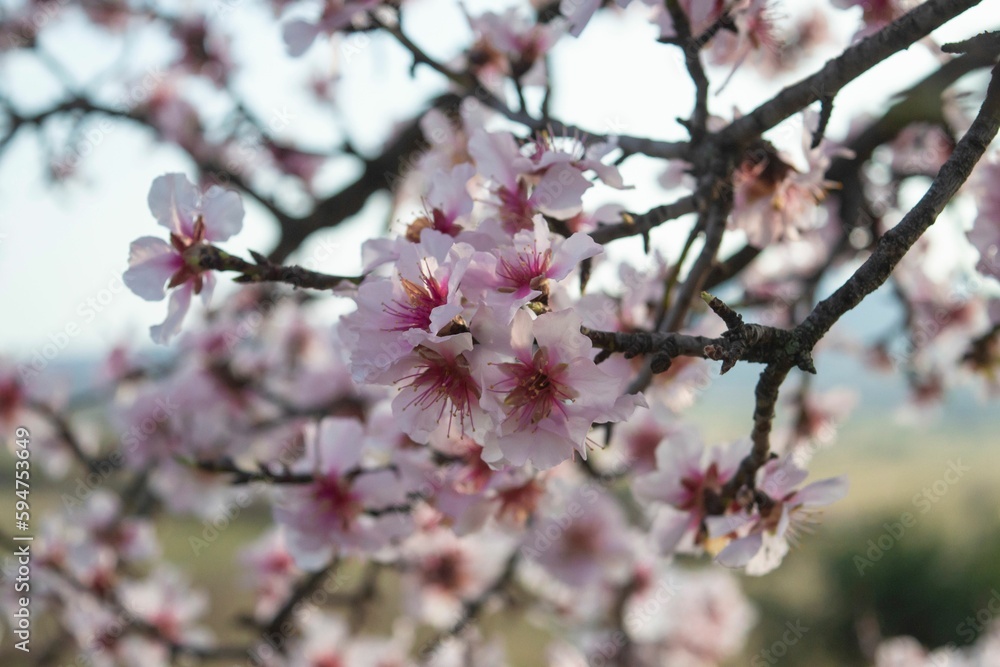 Pink cherry blossom flowers blooming on the branches of a tree Pink cherry blossom flowers blooming on the branches of a tree